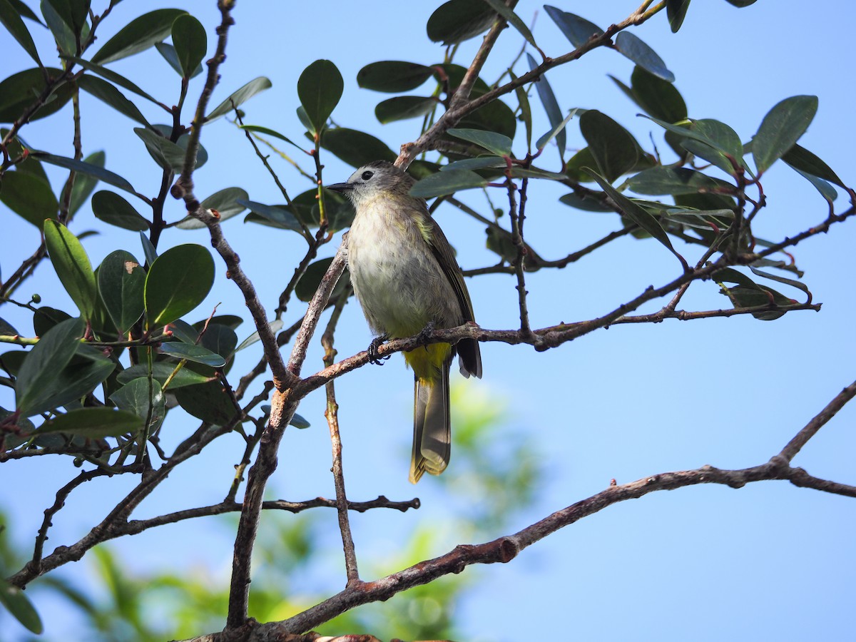 hvitfjesbylbyl - ML653409055