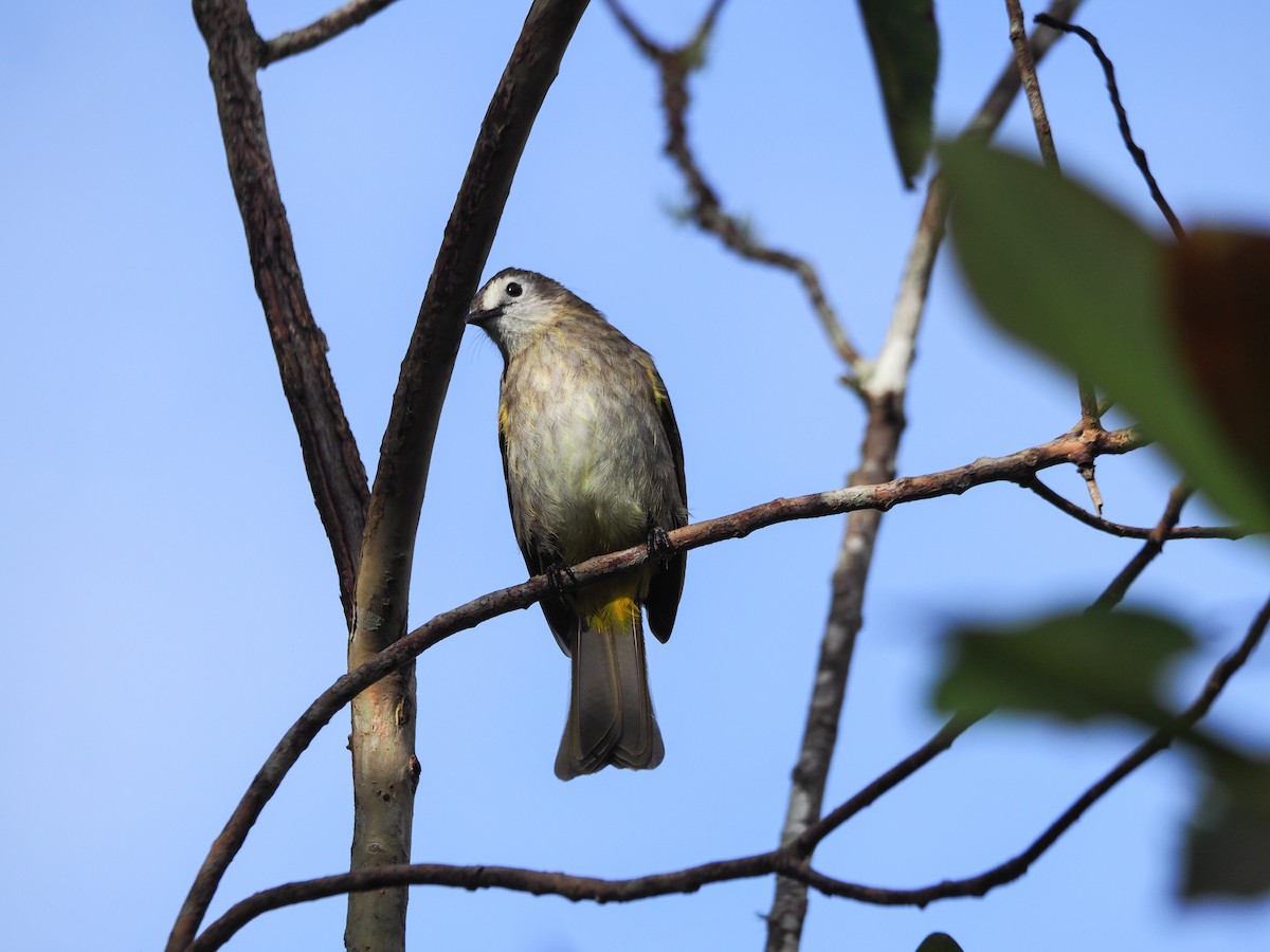 hvitfjesbylbyl - ML653409058