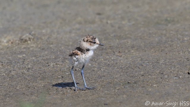 Javan Plover - ML653412106