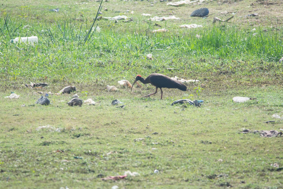 eBird Checklist - 19 Mar 2026 - Hangala Kere - 7 species