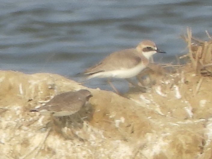 sand-plover sp. - ML653414159