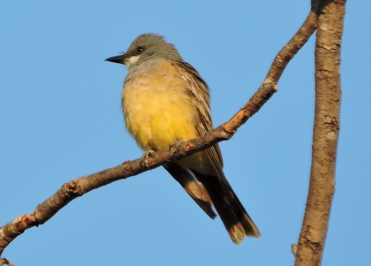 Cassin's Kingbird - ML65341491