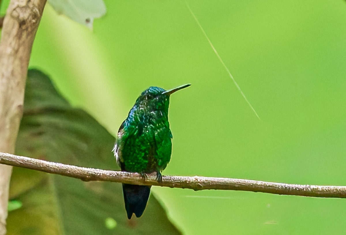 Blue-vented Hummingbird - ML653420674