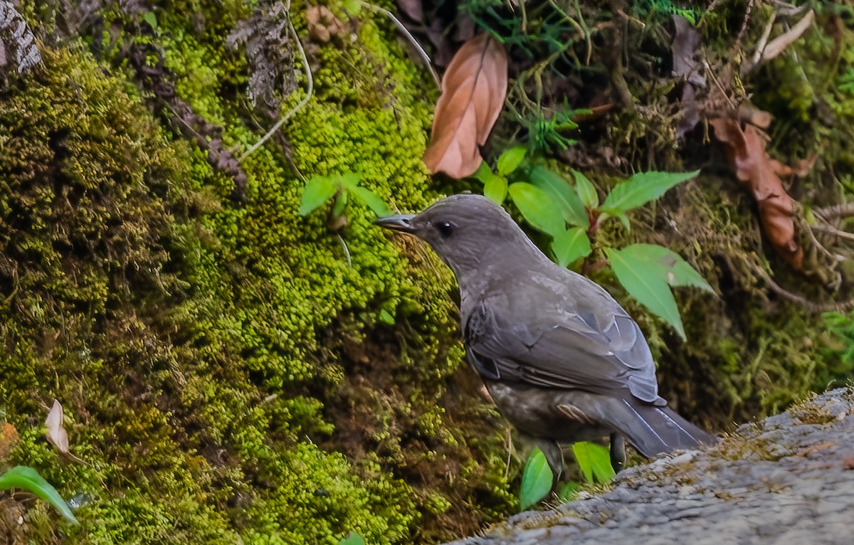 Mountain Thrush - ML653421430