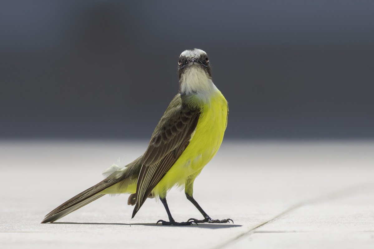 Social Flycatcher - ML653423111