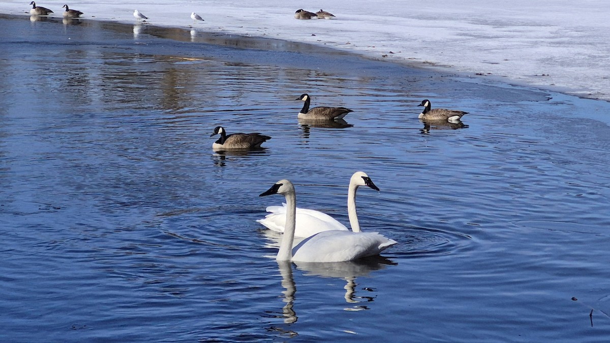 Trumpeter Swan - ML653424110