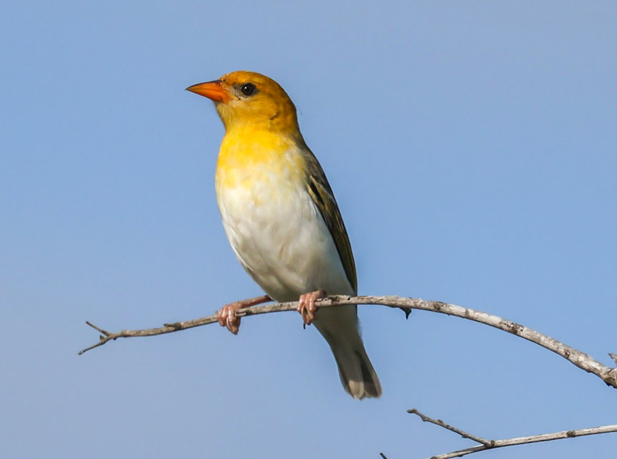 Red-headed Weaver (Southern) - ML653425540