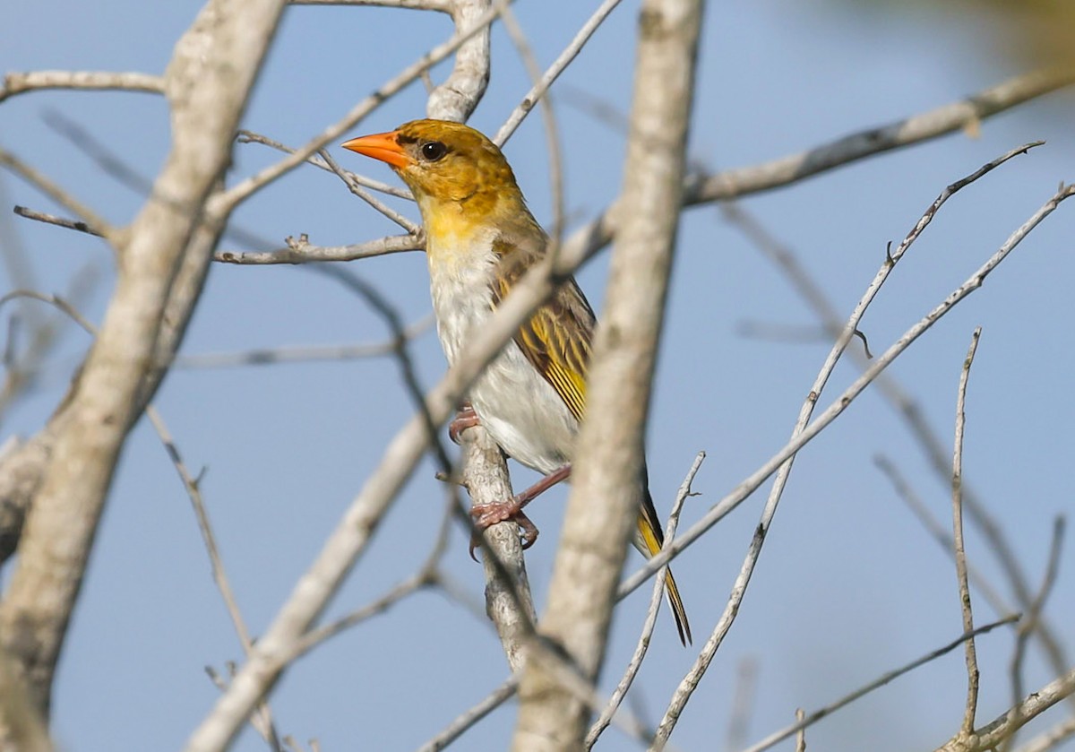 Red-headed Weaver (Southern) - ML653425541