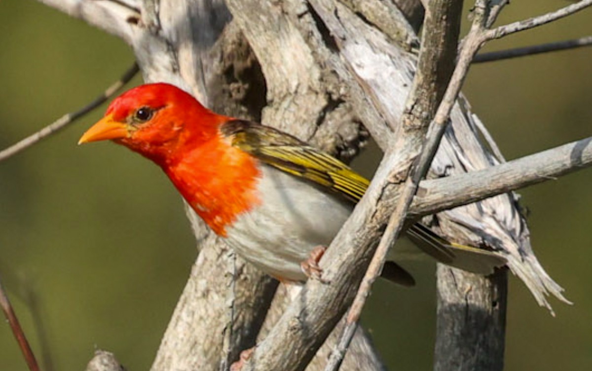 Red-headed Weaver (Southern) - ML653425545