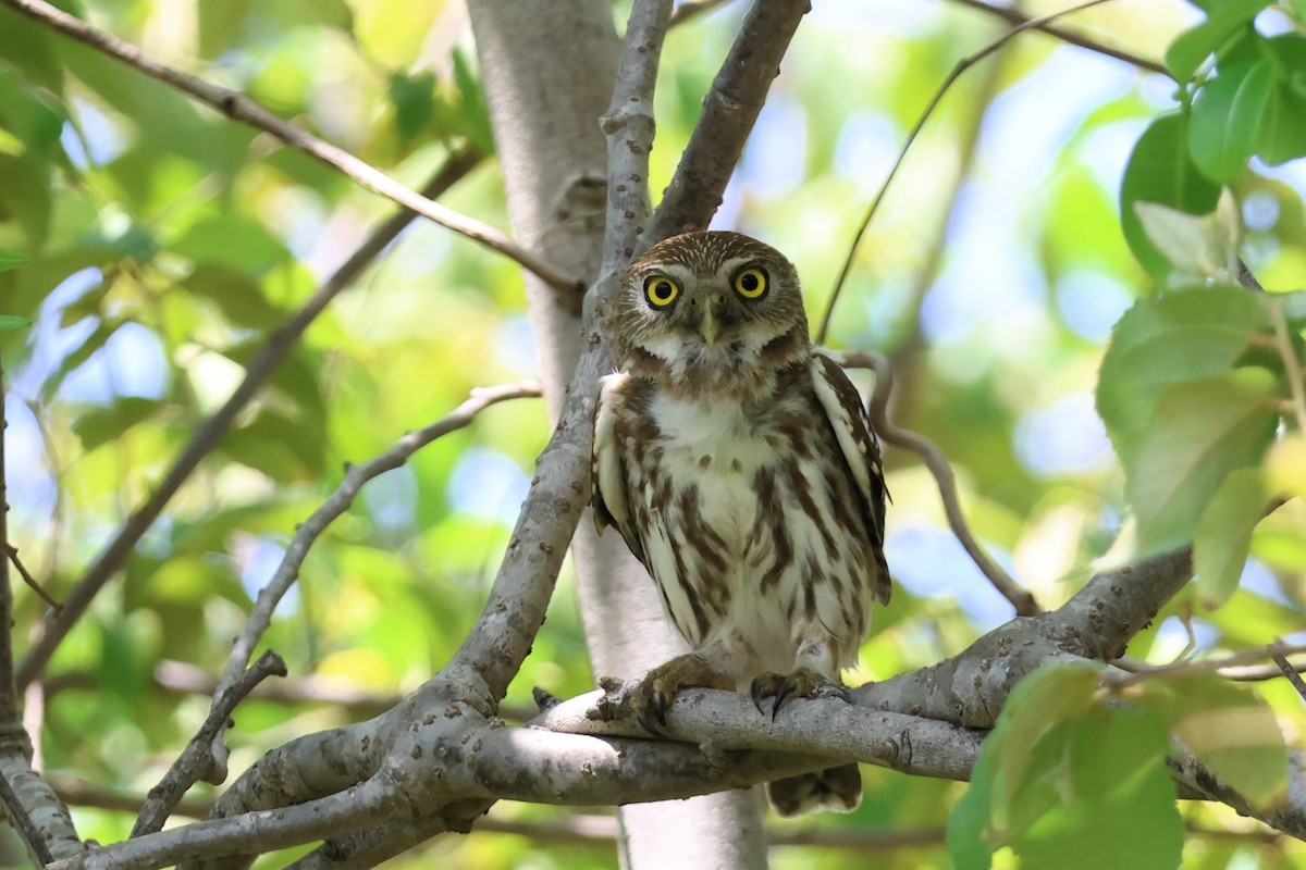 Ferruginous Pygmy-Owl - ML653428479
