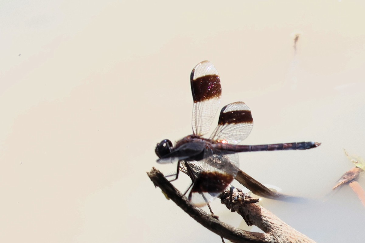 Band-winged Dragonlet - ML653429609