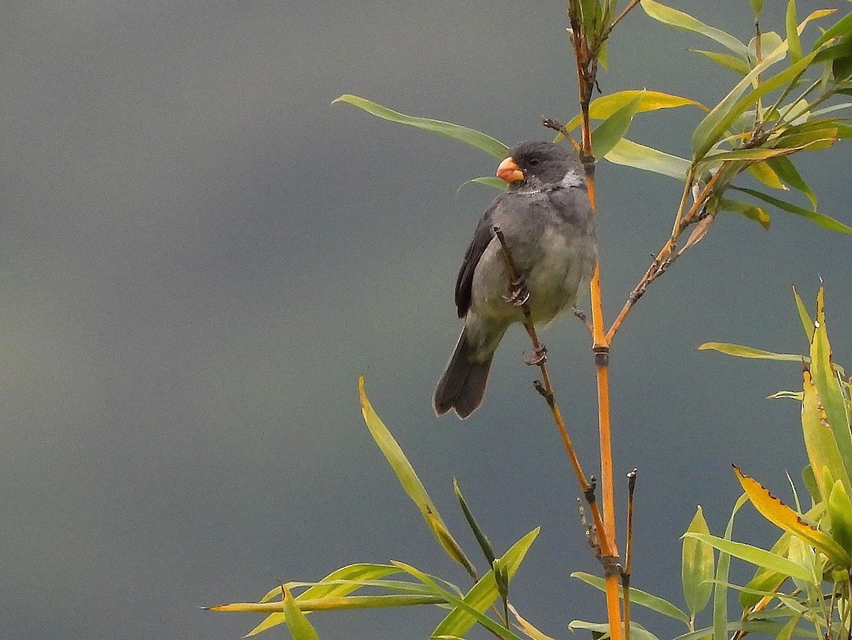 Gray Seedeater - ML653432532