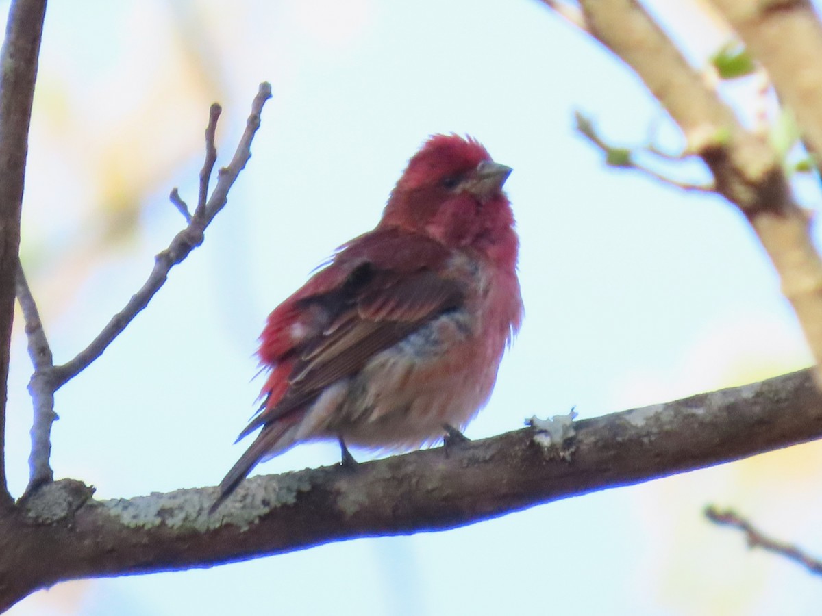Purple Finch - ML653432716