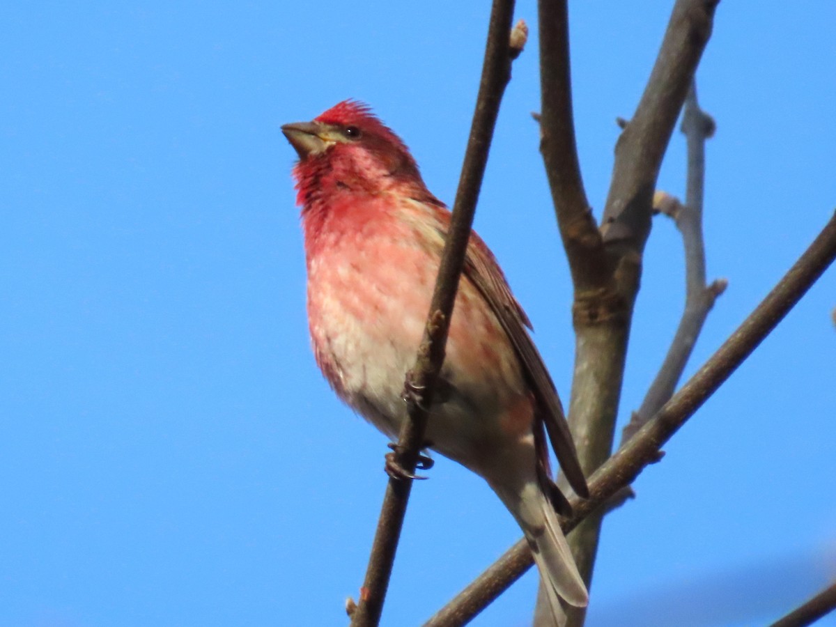 Purple Finch - ML653432717