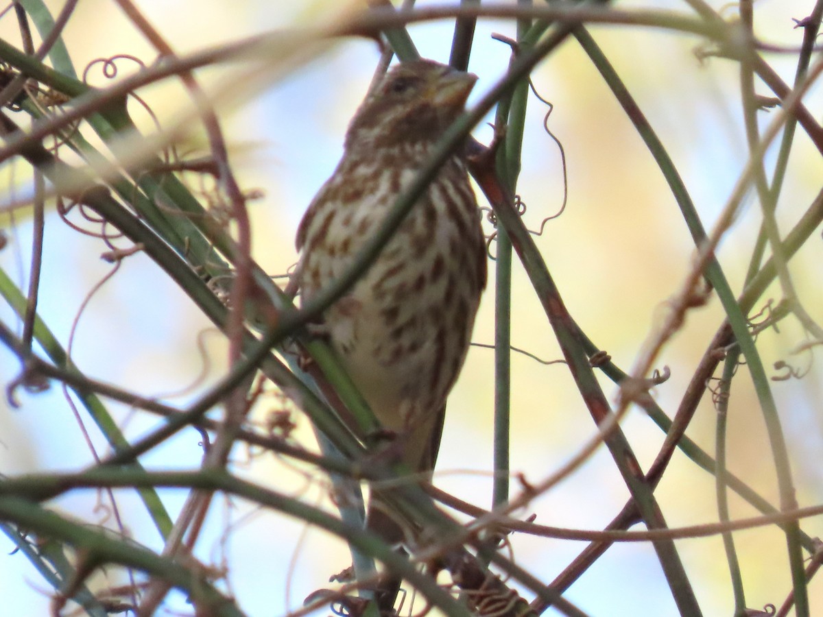 Purple Finch - ML653432719