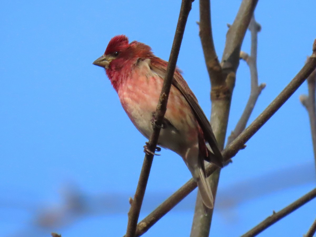 Purple Finch - ML653432720