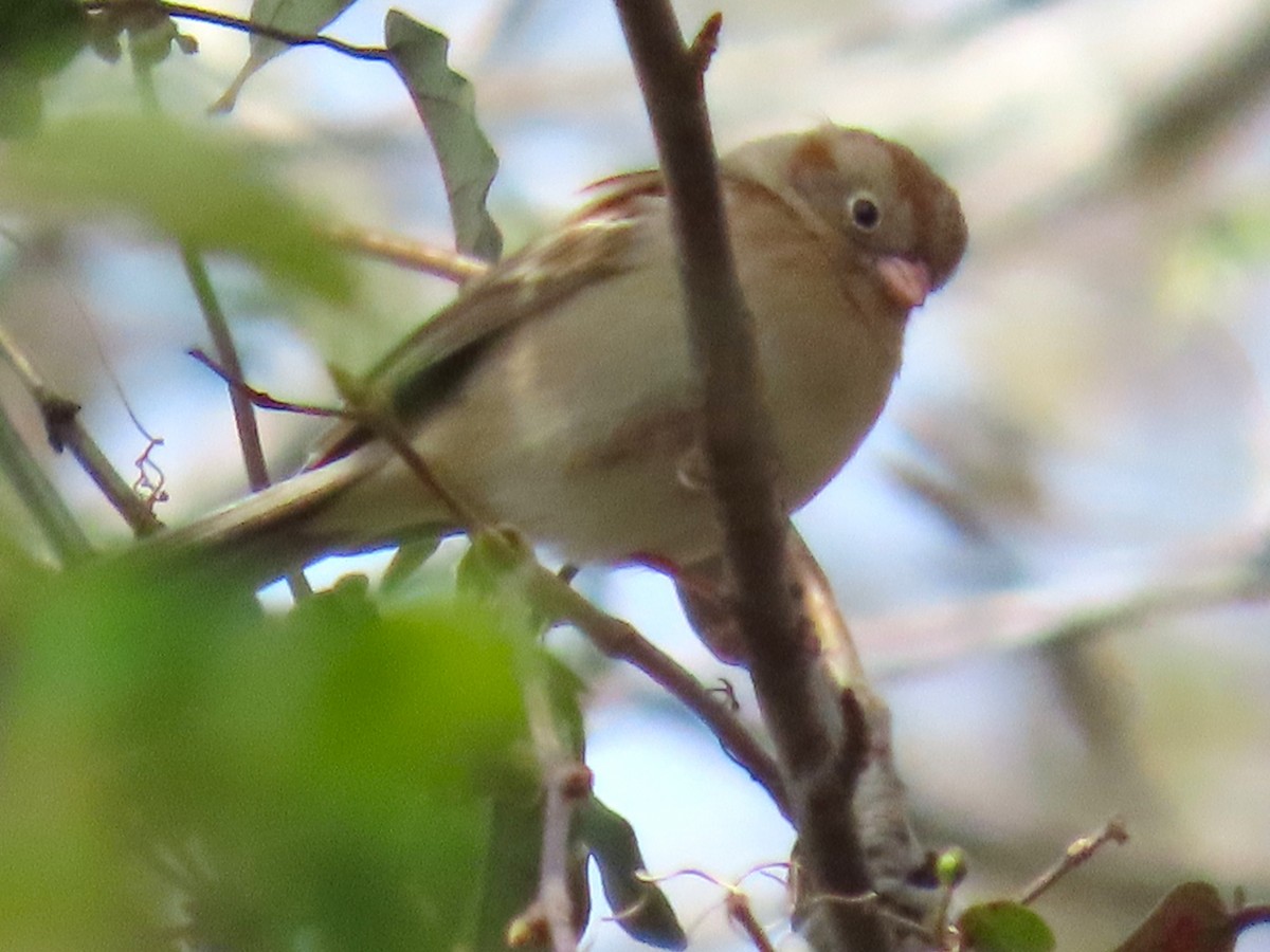 Field Sparrow - ML653432839