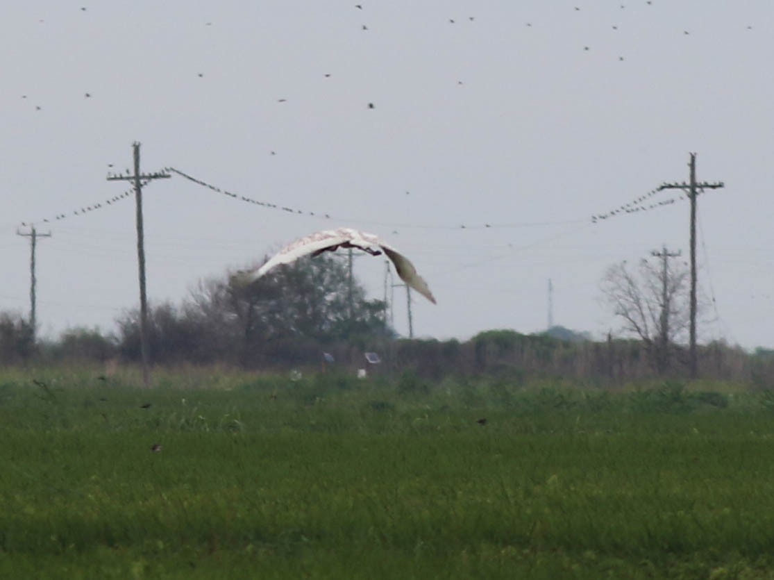 Jabiru - Tony Frank