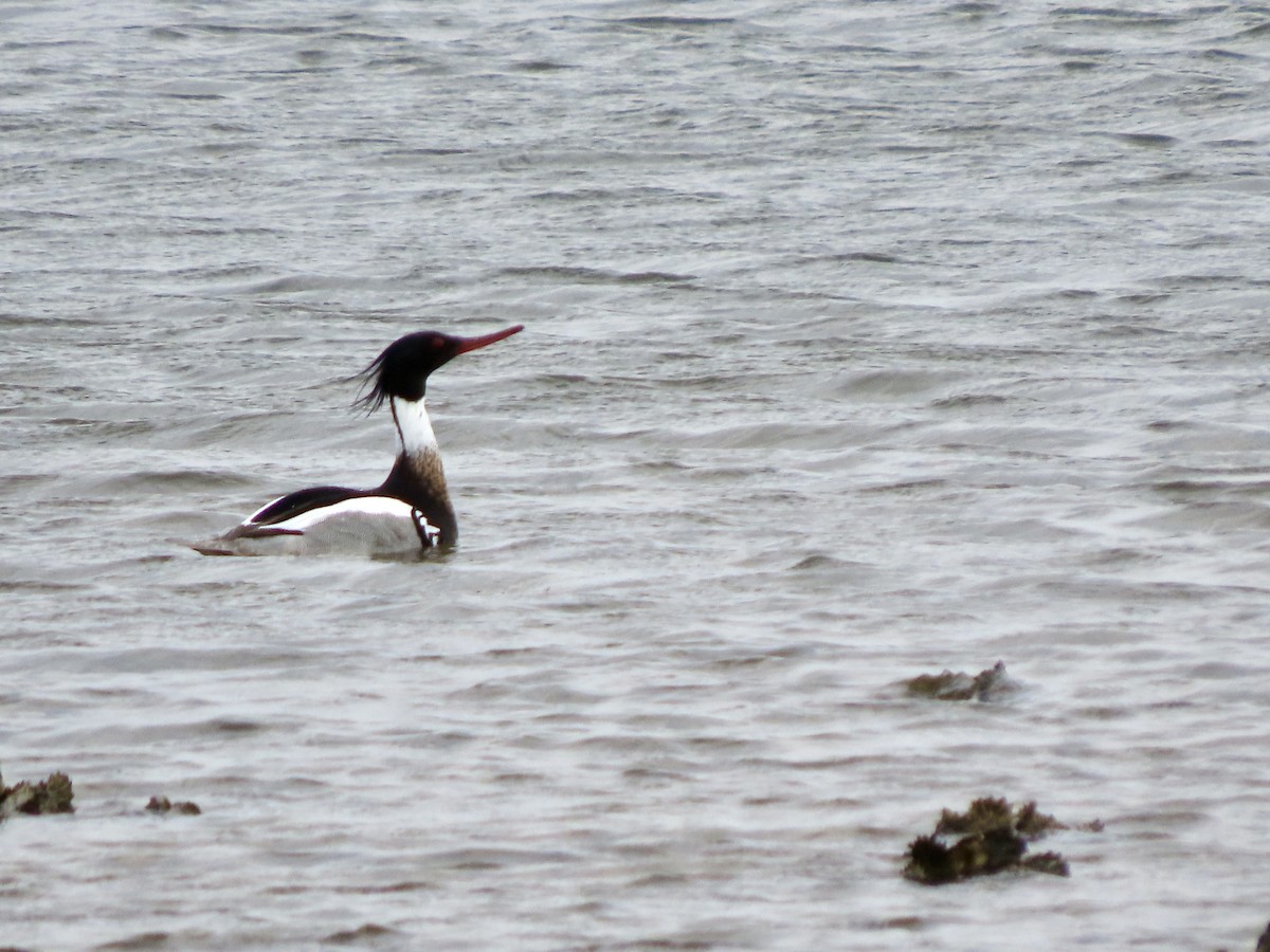 eBird Checklist - 24 Mar 2026 - Bald Point SP - 39 species