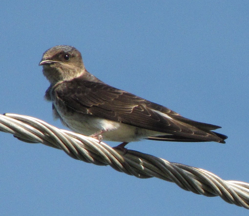 Purple Martin - ML65343621