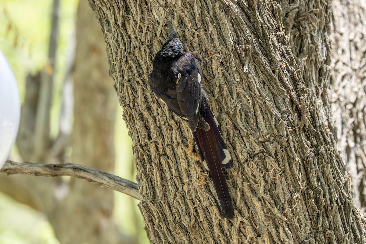 Violet Woodhoopoe (Violet) - ML653437027