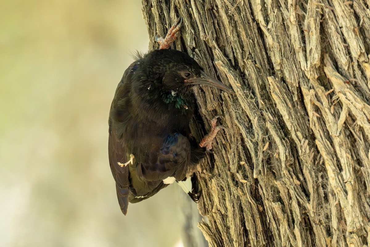 Violet Woodhoopoe (Violet) - ML653437028