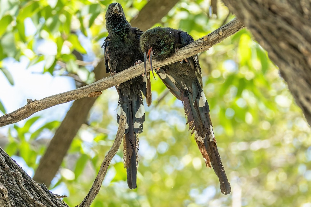 Violet Woodhoopoe (Violet) - ML653437029