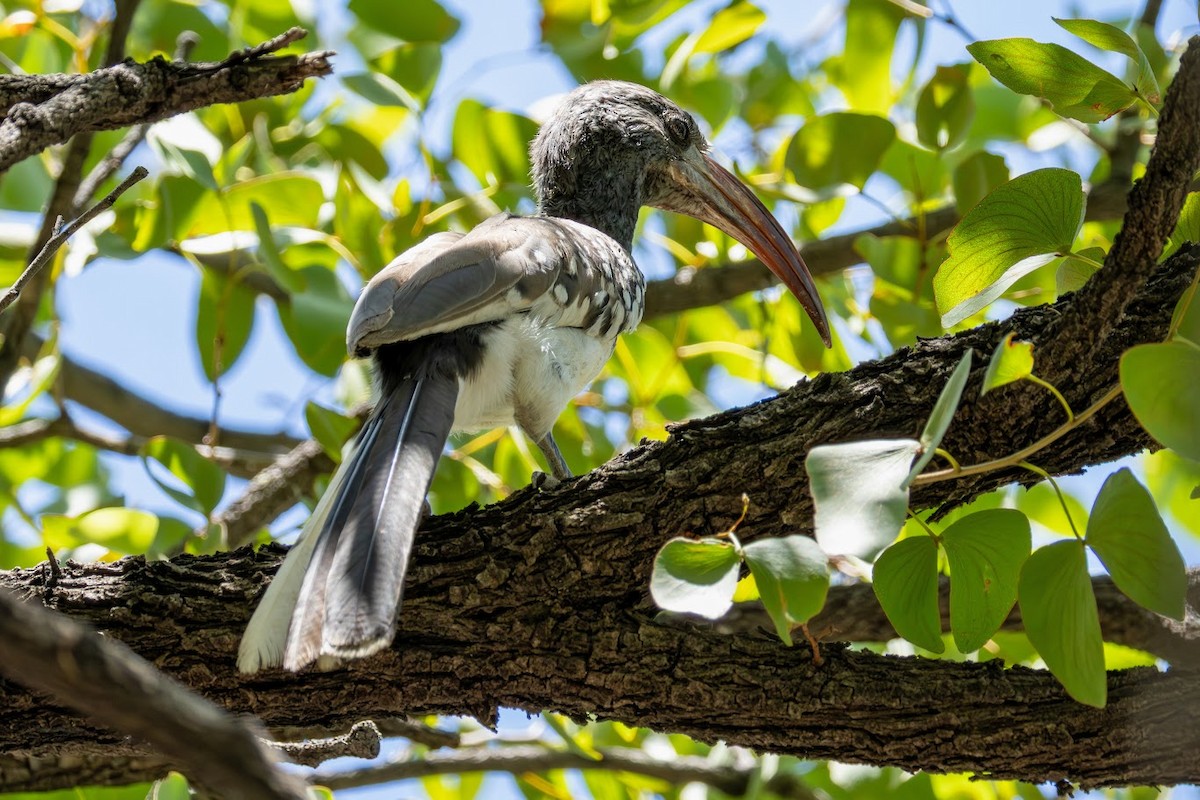 Monteiro's Hornbill - ML653437042