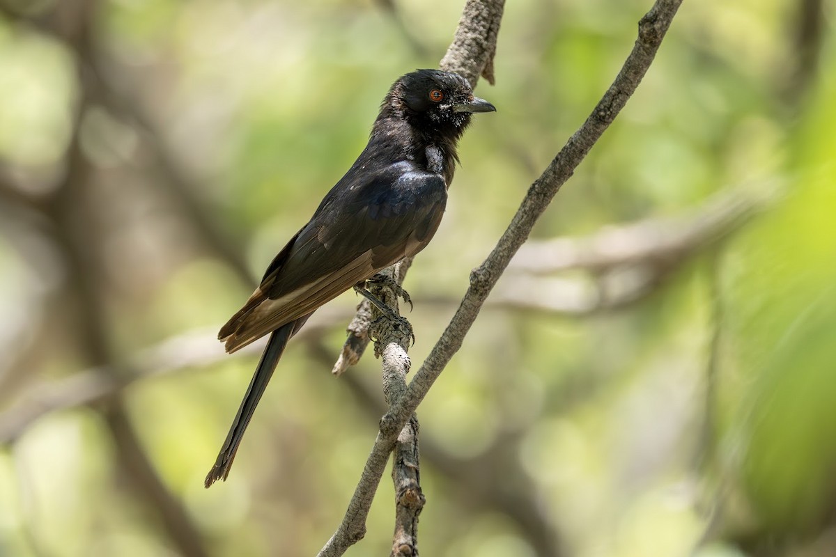 Fork-tailed Drongo (Clancey's) - ML653437054