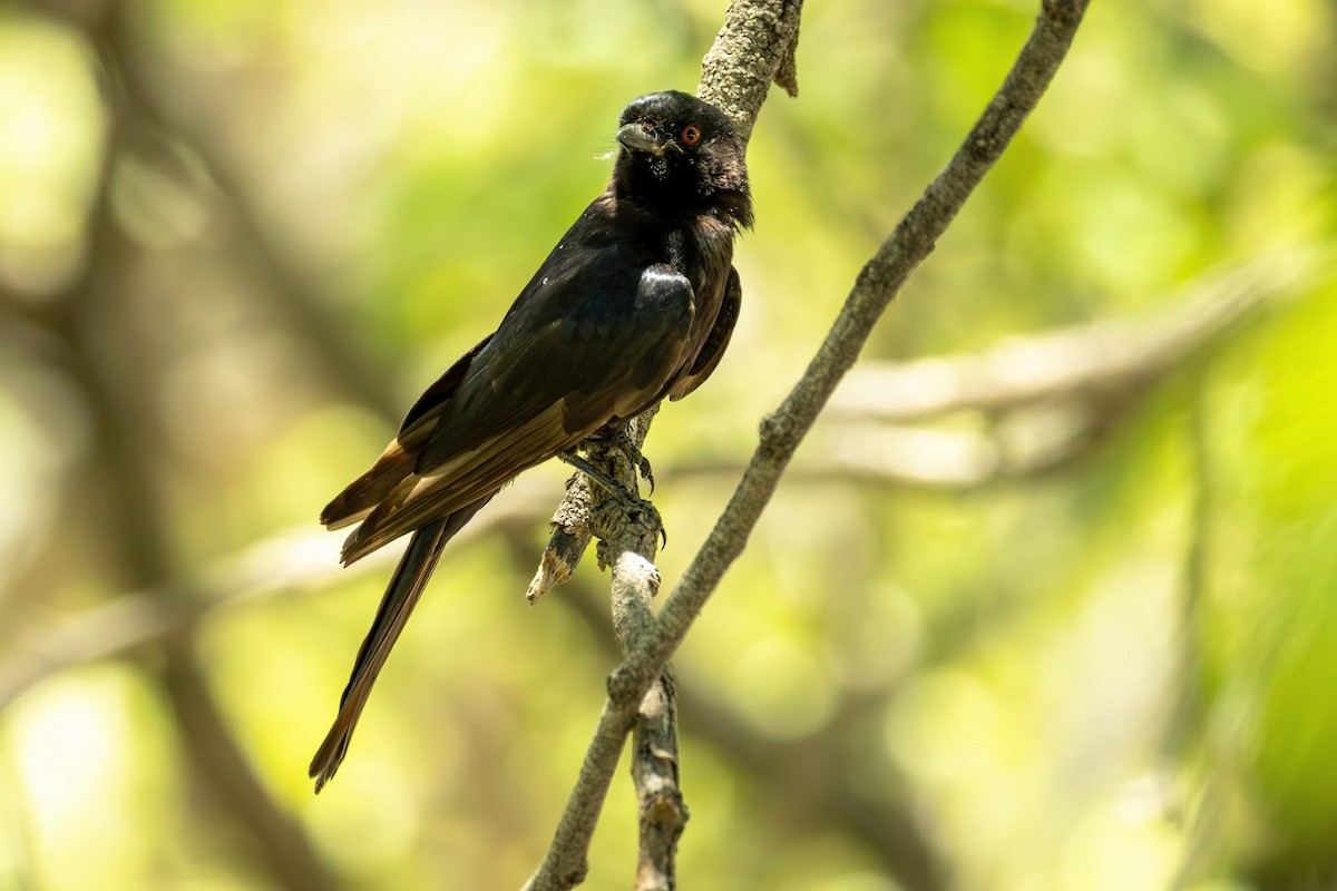 Fork-tailed Drongo (Clancey's) - ML653437055