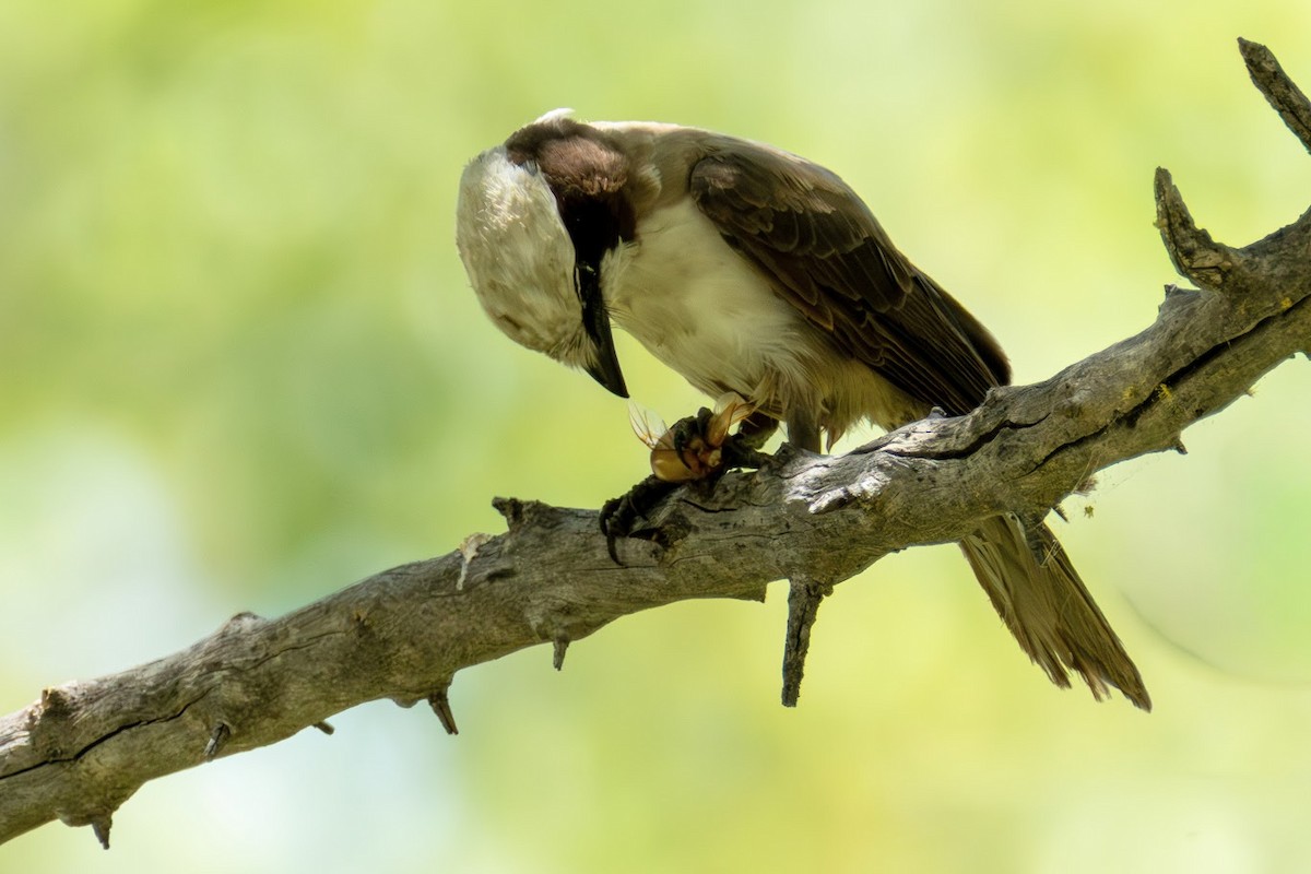 White-crowned Shrike - ML653437070