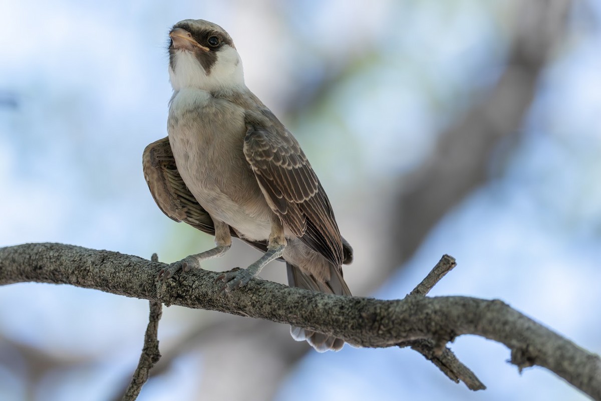 White-crowned Shrike - ML653437071