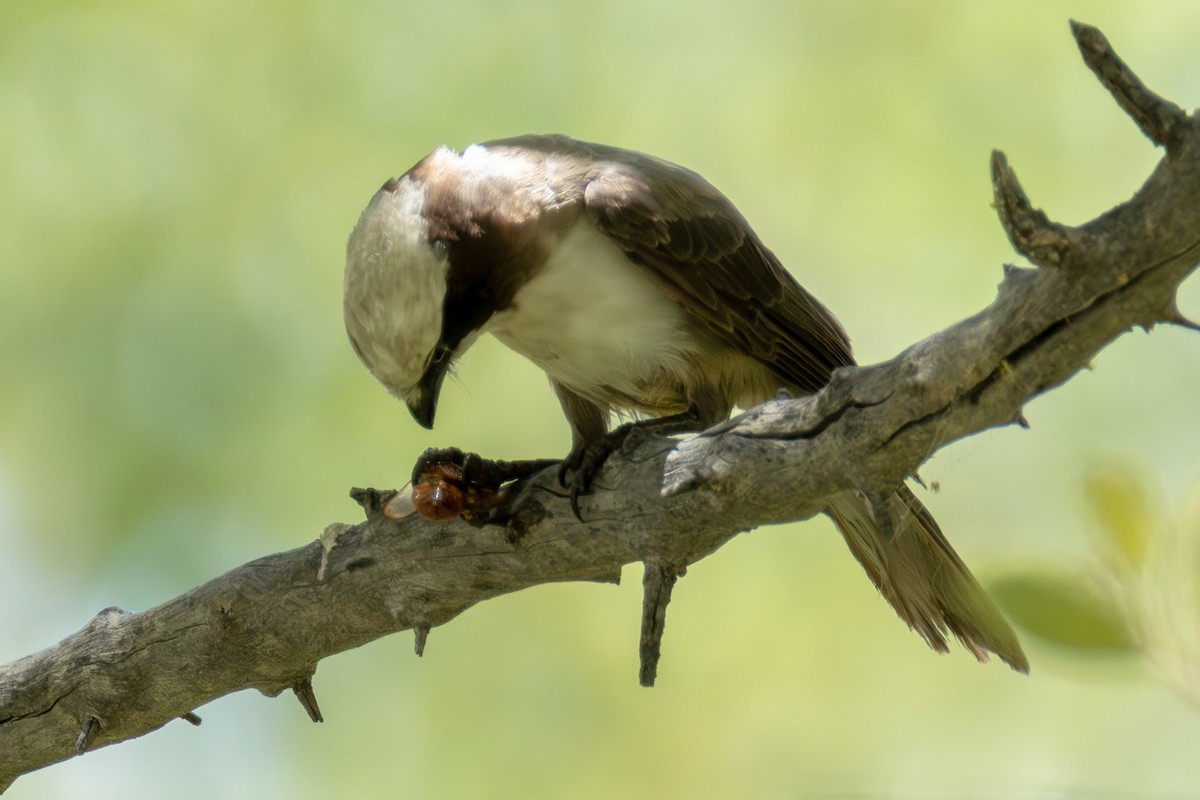 White-crowned Shrike - ML653437072