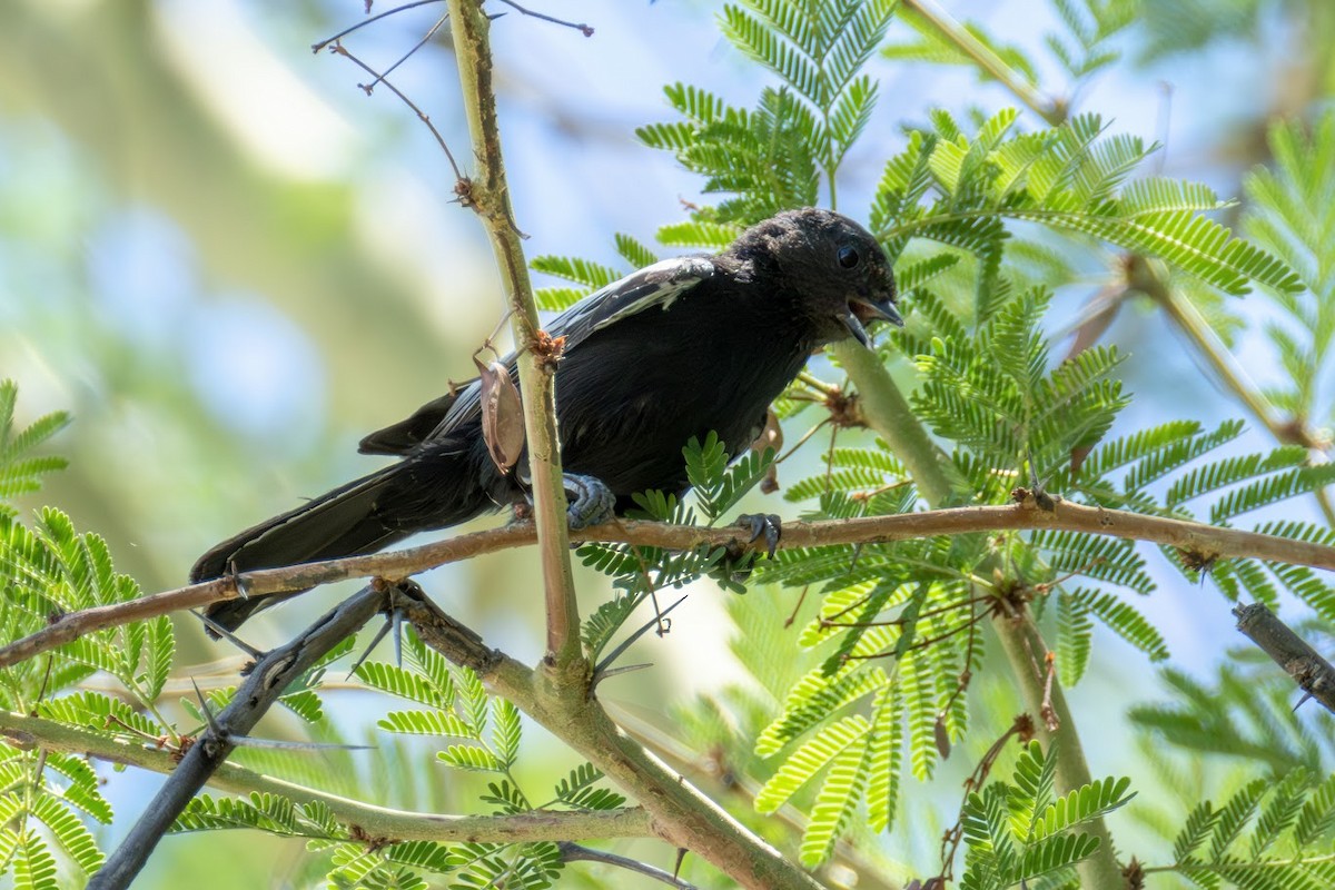 Carp's Tit - ML653437079