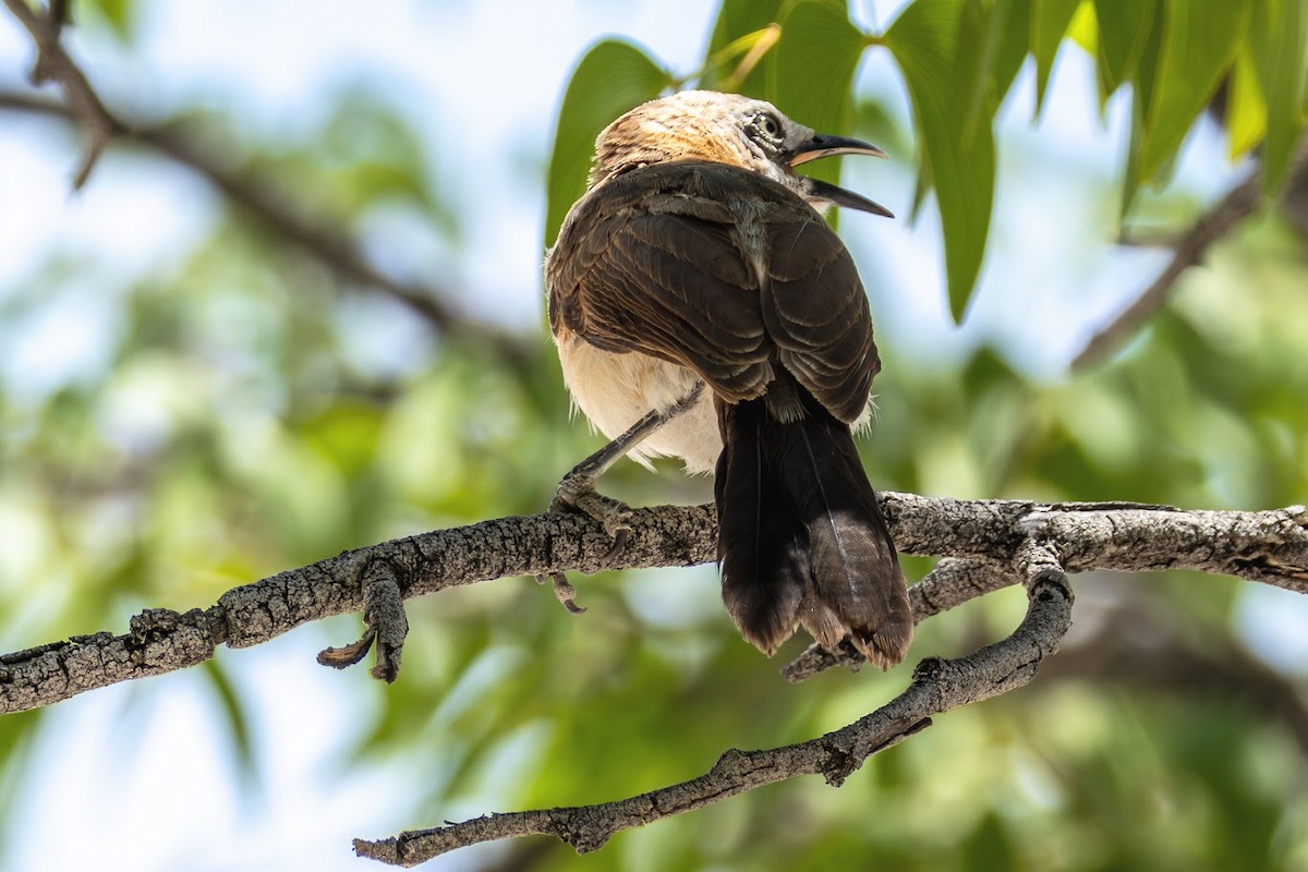 Bare-cheeked Babbler - ML653437093