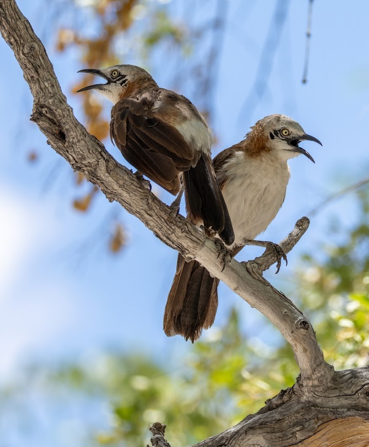 Bare-cheeked Babbler - ML653437094