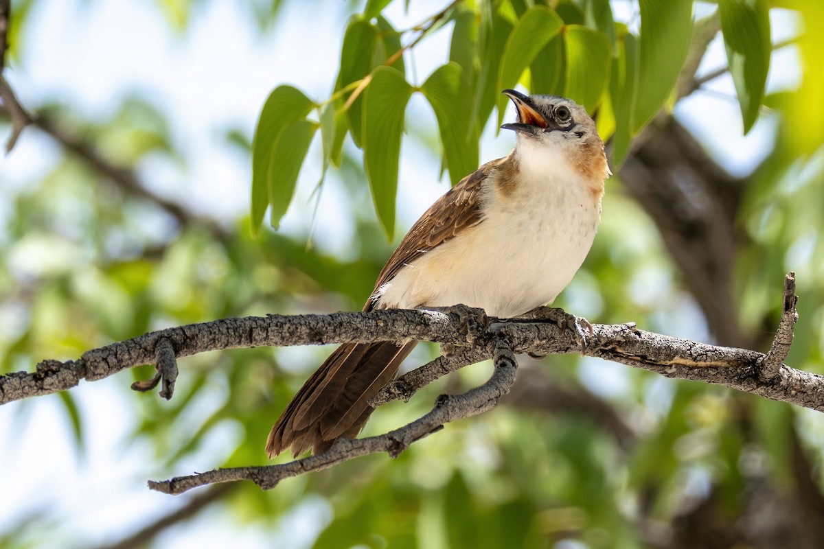 Bare-cheeked Babbler - ML653437095