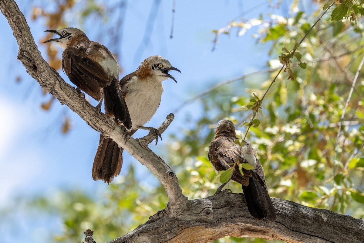 Bare-cheeked Babbler - ML653437096