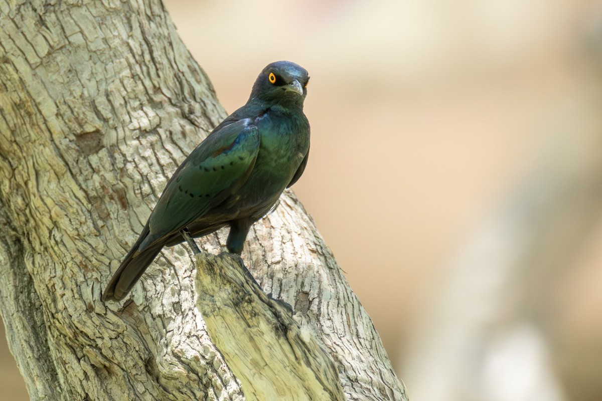 Cape Starling - ML653437125