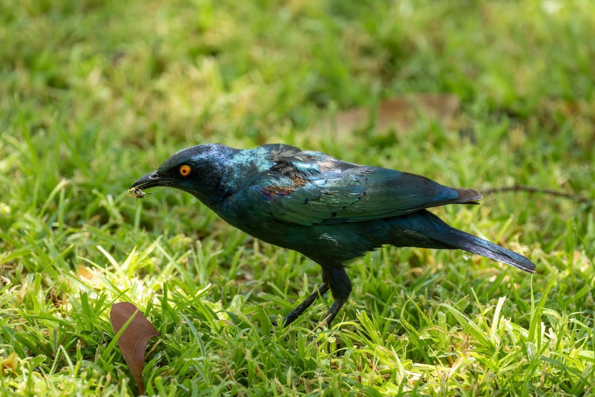Cape Starling - ML653437126