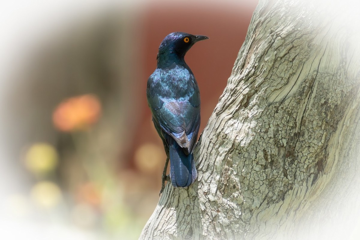 Cape Starling - ML653437127