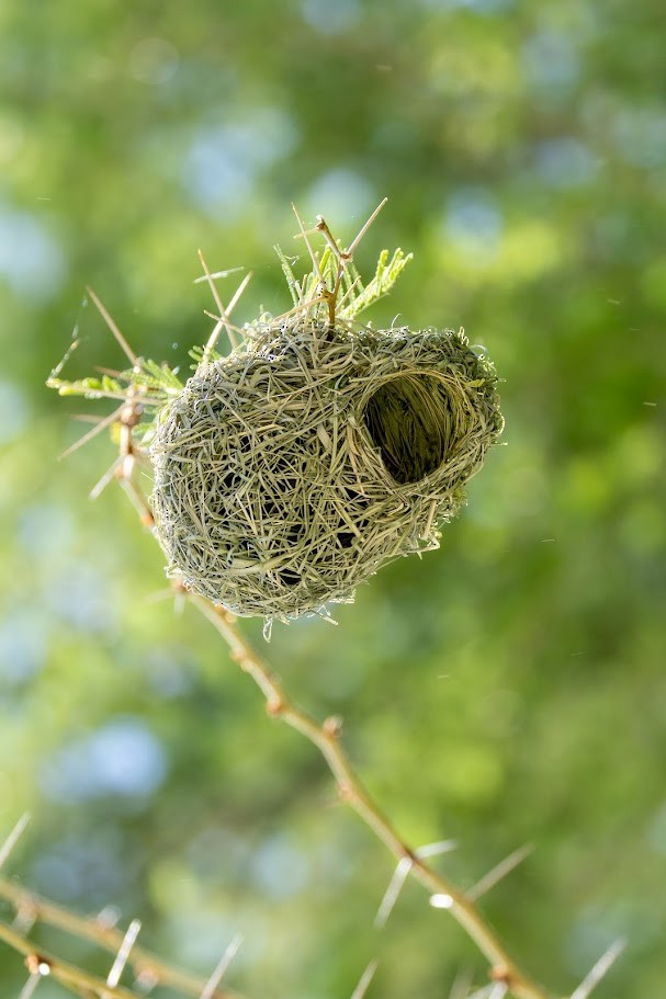 Southern Masked-Weaver - ML653437133