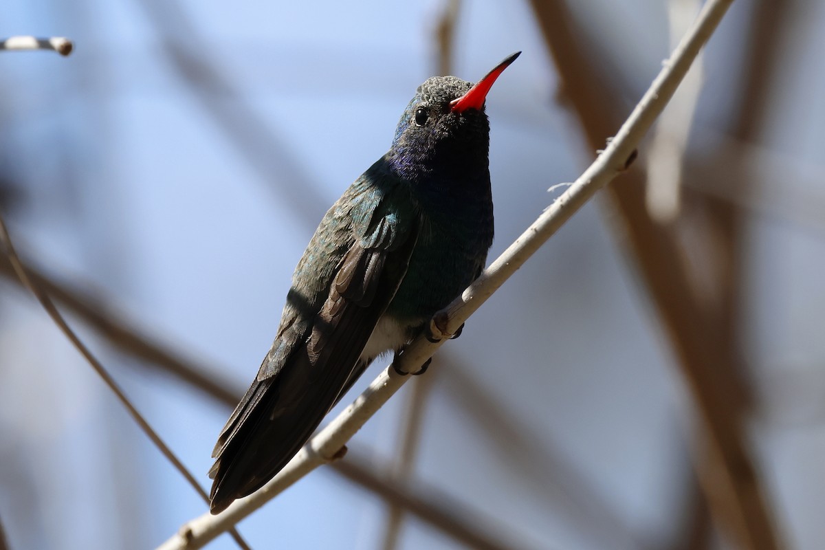 eBird Checklist - 3 Mar 2026 - Paton Center for Hummingbirds (Patons ...