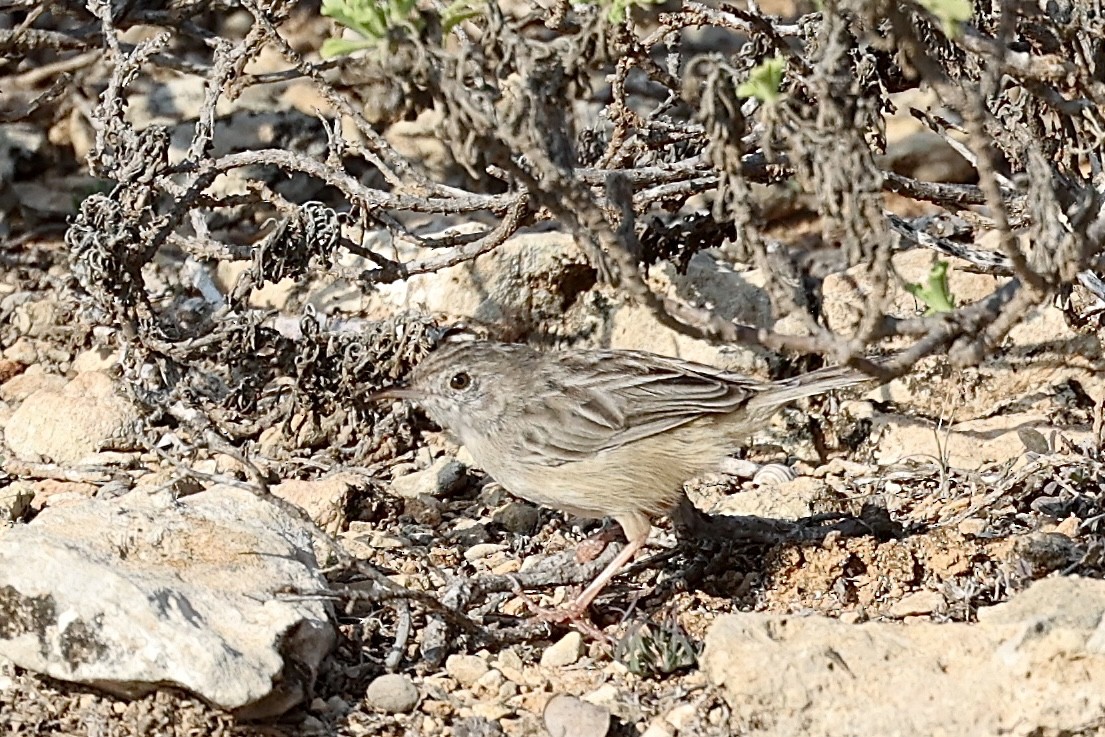Cistícola de Socotra - ML653443206