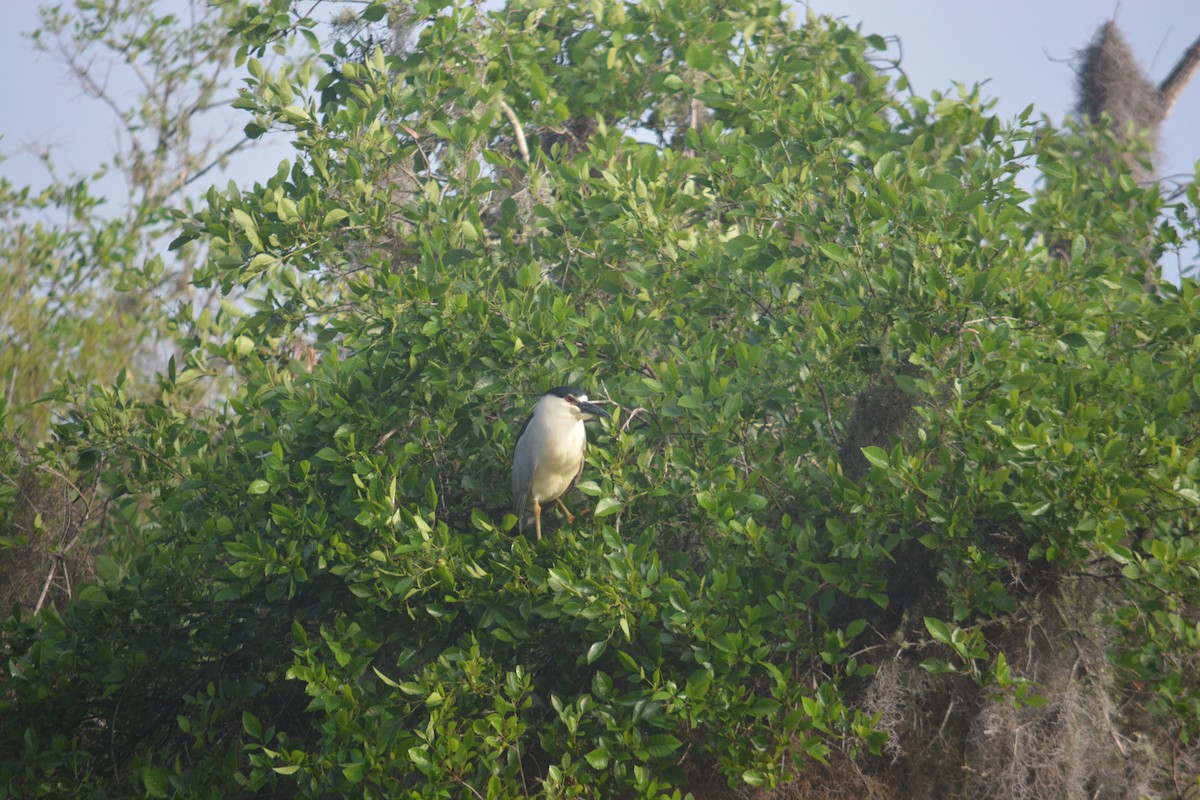 eBird Checklist - 16 Mar 2026 - Myakka River SP - 36 species