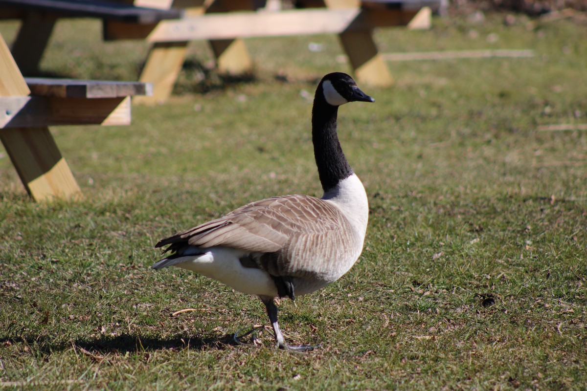 kanadagås - ML653453633