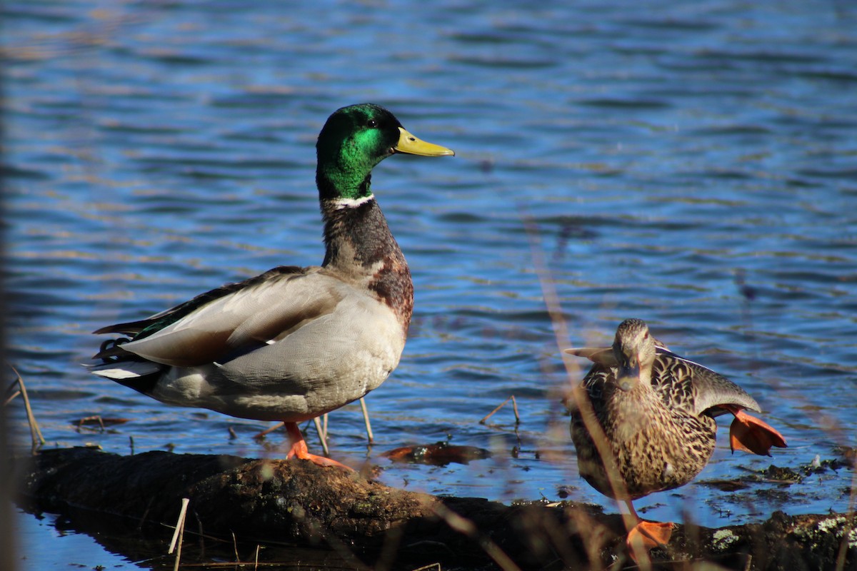 stokkand - ML653453643