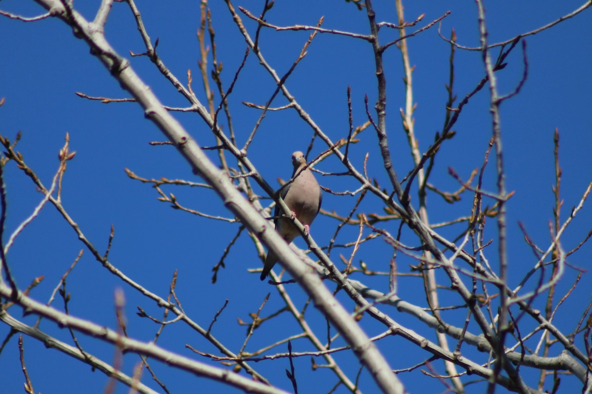 sørgedue - ML653453651