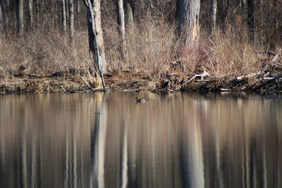 ringnebbdykker - ML653453659