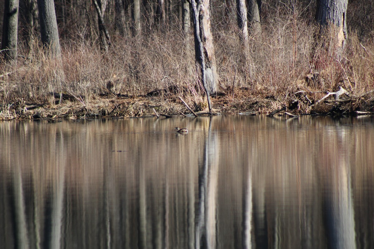 ringnebbdykker - ML653453660